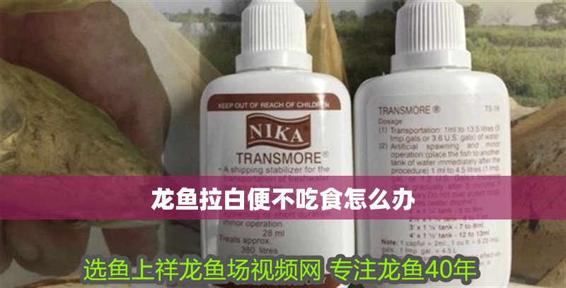 龍魚拉白便不吃食怎么辦