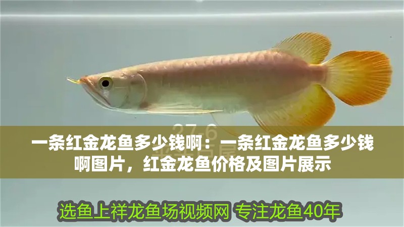 一條紅金龍魚多少錢啊：一條紅金龍魚多少錢啊圖片，紅金龍魚價格及圖片展示