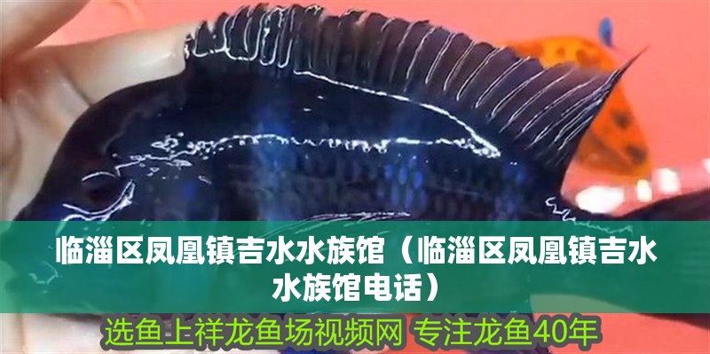 臨淄區(qū)鳳凰鎮(zhèn)吉水水族館（臨淄區(qū)鳳凰鎮(zhèn)吉水水族館電話） 臨淄區(qū)鳳凰鎮(zhèn)吉水水族館（臨淄區(qū)鳳凰鎮(zhèn)吉水水族館電話） 全國(guó)水族館企業(yè)名錄 第2張