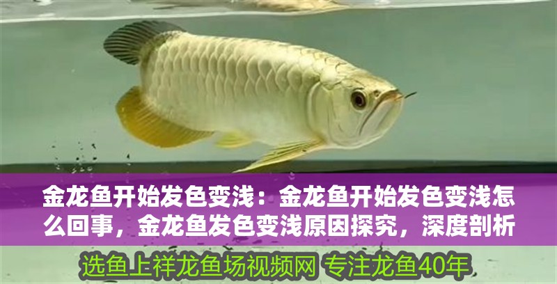 金龍魚開始發色變淺:金龍魚開始發色變淺怎么回事,金龍魚發色變淺原因探究,深度剖析背后因素 水族問答 金龍魚開始發色變淺:金龍魚開始發色變淺怎么回事,金龍魚發色變淺原因探究,深度剖析背后因素 金龍魚開始發色變淺:金龍魚開始發色變淺怎么回事,金龍魚發色變淺原因探究,深度剖析背后因素 水族問答