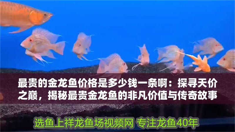 最貴的金龍魚價格是多少錢一條啊：探尋天價之巔，揭秘最貴金龍魚的非凡價值與傳奇故事