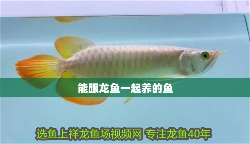 能跟龍魚一起養的魚 龍魚百科 第4張 能跟龍魚一起養的魚 能跟龍魚一起養的魚 龍魚百科 第4張