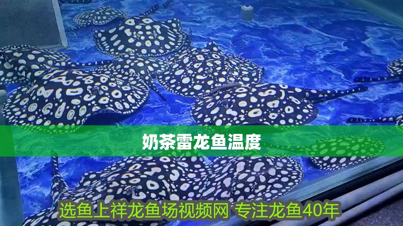 奶茶雷龍魚溫度