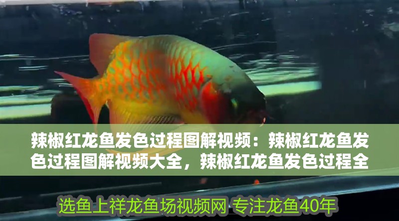 辣椒紅龍魚發色過程圖解視頻：辣椒紅龍魚發色過程圖解視頻大全，辣椒紅龍魚發色過程全圖解視頻大賞