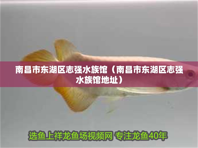 南昌市東湖區(qū)志強(qiáng)水族館（南昌市東湖區(qū)志強(qiáng)水族館地址）