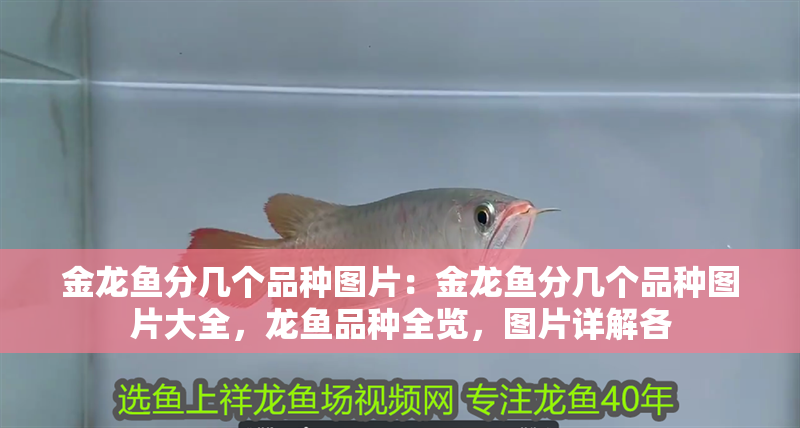 金龍魚分幾個品種圖片：金龍魚分幾個品種圖片大全，龍魚品種全覽，圖片詳解各