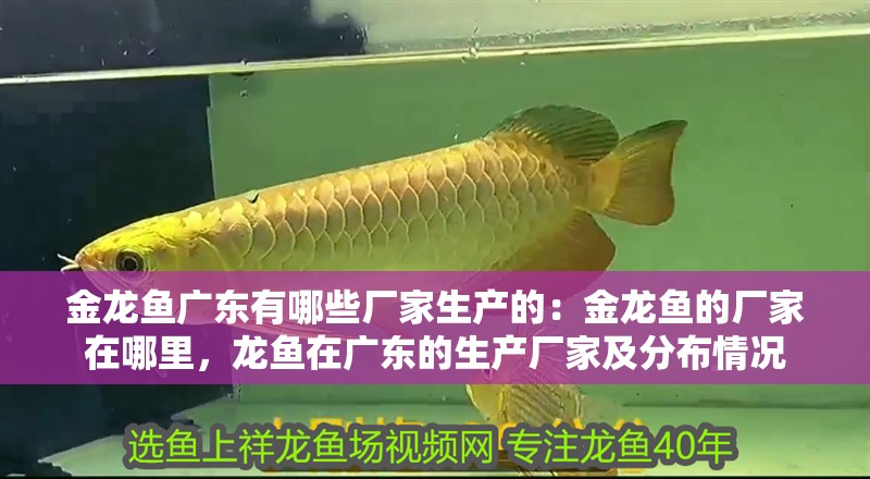 金龍魚廣東有哪些廠家生產的：金龍魚的廠家在哪里，龍魚在廣東的生產廠家及分布情況 金龍魚廣東有哪些廠家生產的：金龍魚的廠家在哪里，龍魚在廣東的生產廠家及分布情況 水族問答