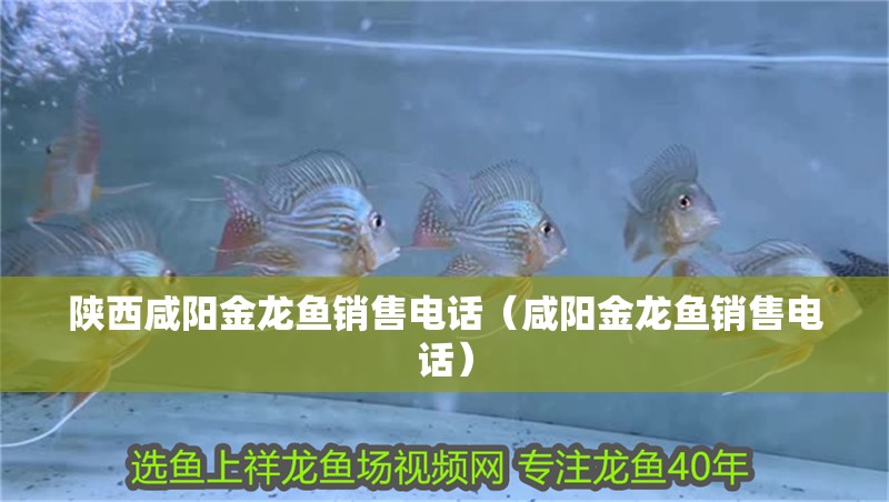 陜西咸陽金龍魚銷售電話（咸陽金龍魚銷售電話） 陜西咸陽金龍魚銷售電話（咸陽金龍魚銷售電話） 龍魚百科 第6張