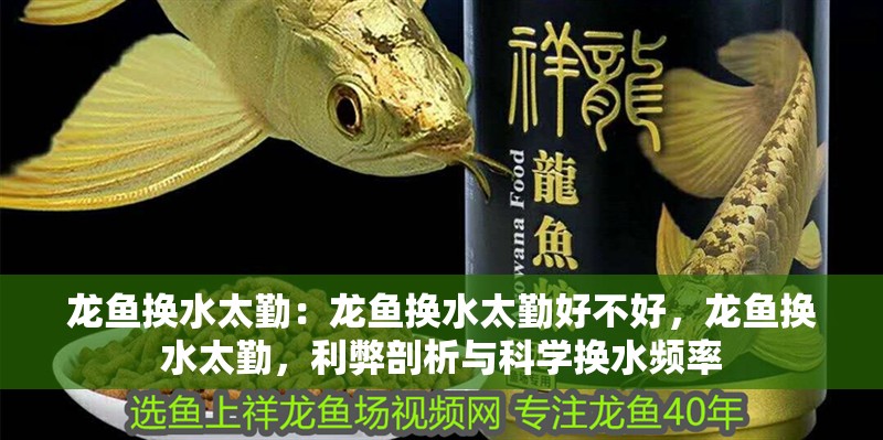 龍魚換水太勤：龍魚換水太勤好不好，龍魚換水太勤，利弊剖析與科學換水頻率