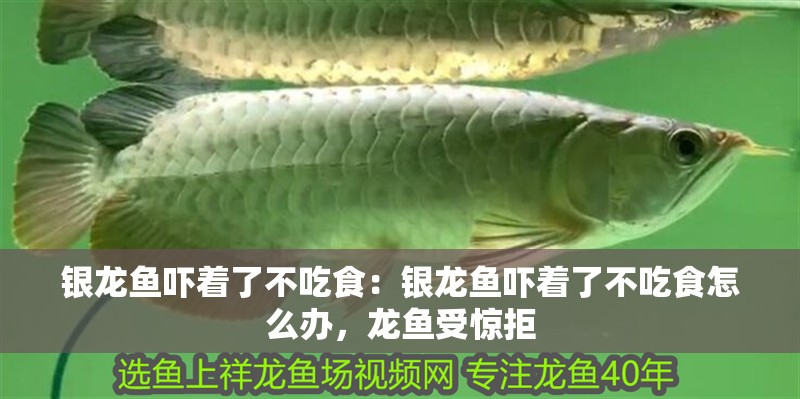 銀龍魚嚇著了不吃食：銀龍魚嚇著了不吃食怎么辦，龍魚受驚拒 銀龍魚嚇著了不吃食：銀龍魚嚇著了不吃食怎么辦，龍魚受驚拒 水族問答