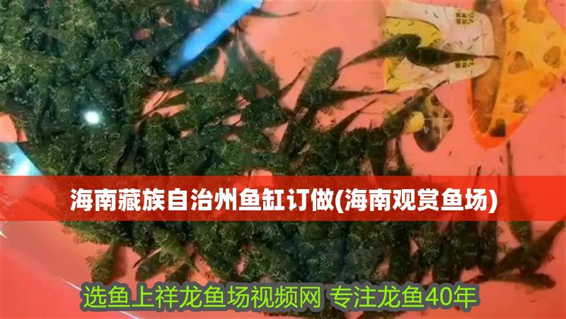 海南藏族自治州魚缸訂做(海南觀賞魚場)
