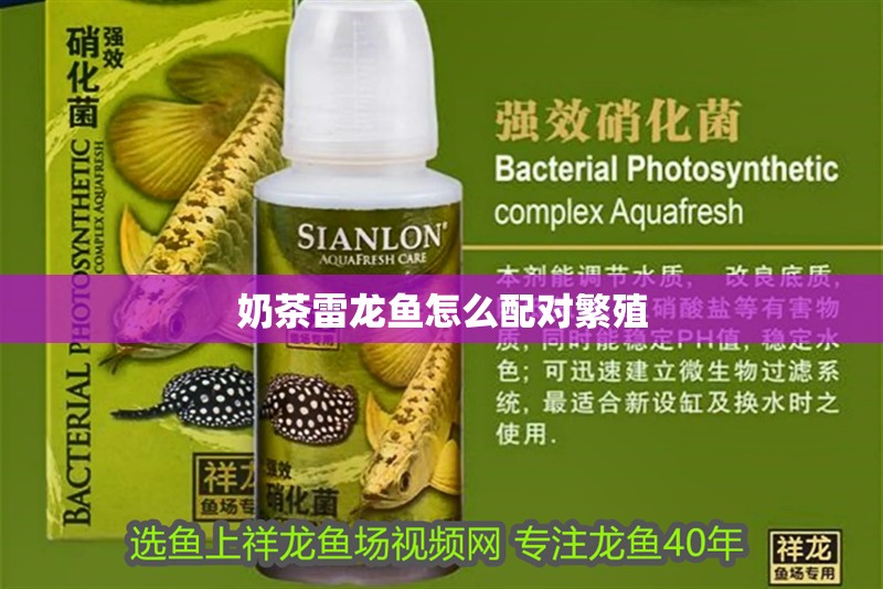 奶茶雷龍魚怎么配對繁殖
