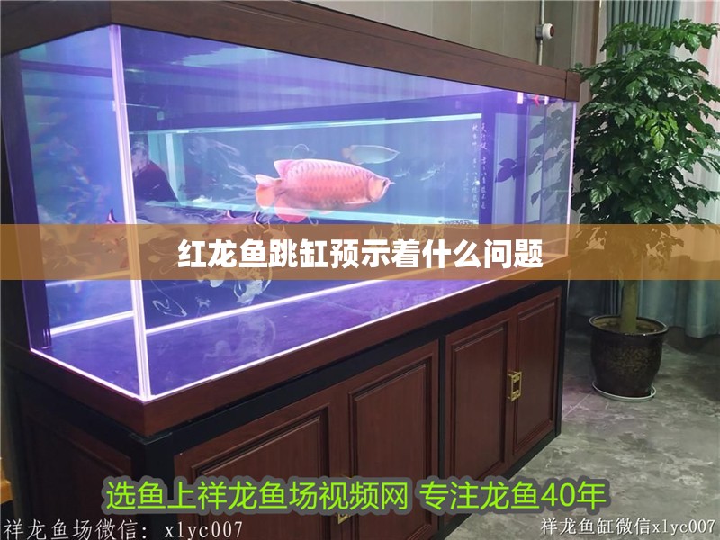 紅龍魚跳缸預示著什么問題