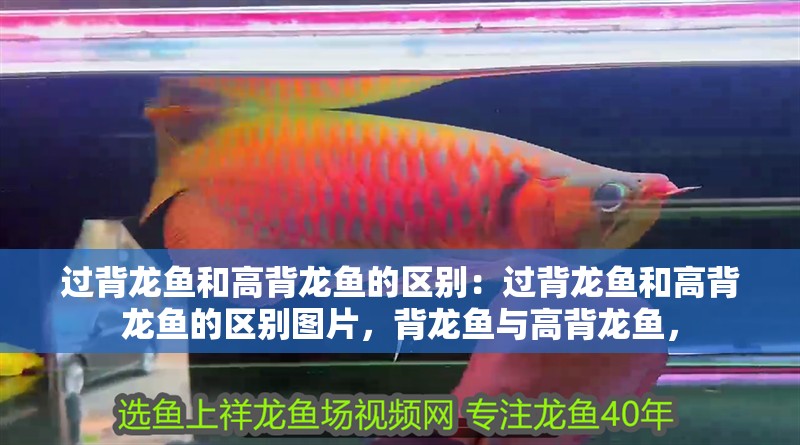 過背龍魚和高背龍魚的區別:過背龍魚和高背龍魚的區別圖片,背龍魚與高背龍魚, 水族問答 過背龍魚和高背龍魚的區別:過背龍魚和高背龍魚的區別圖片,背龍魚與高背龍魚, 過背龍魚和高背龍魚的區別:過背龍魚和高背龍魚的區別圖片,背龍魚與高背龍魚, 水族問答