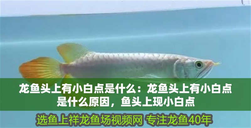 龍魚(yú)頭上有小白點(diǎn)是什么：龍魚(yú)頭上有小白點(diǎn)是什么原因，魚(yú)頭上現(xiàn)小白點(diǎn)