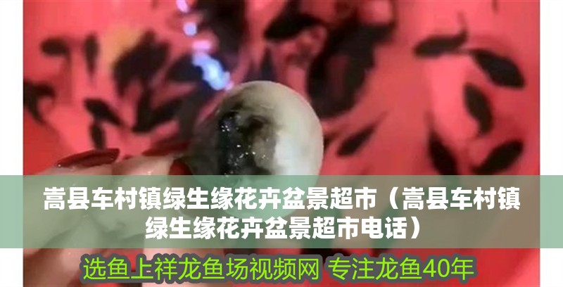 嵩縣車村鎮(zhèn)綠生緣花卉盆景超市（嵩縣車村鎮(zhèn)綠生緣花卉盆景超市電話）