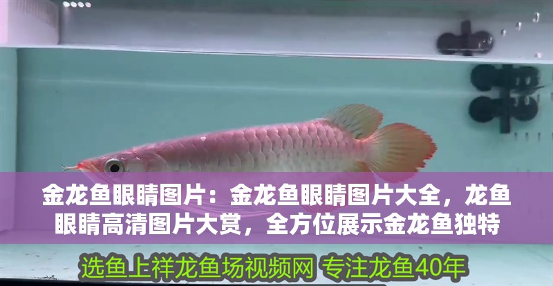 金龍魚眼睛圖片：金龍魚眼睛圖片大全，龍魚眼睛高清圖片大賞，全方位展示金龍魚獨(dú)特