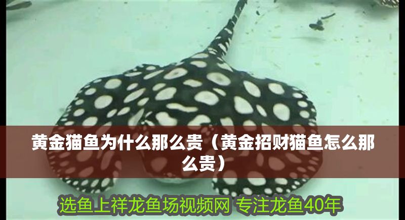黃金貓魚為什么那么貴（黃金招財貓魚怎么那么貴）