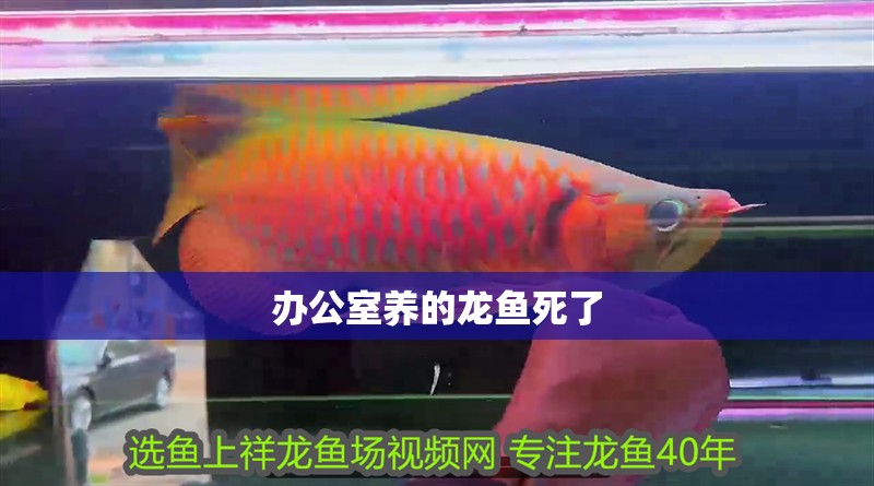 辦公室養(yǎng)的龍魚死了