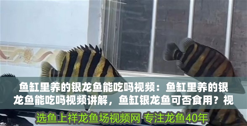 魚缸里養(yǎng)的銀龍魚能吃嗎視頻：魚缸里養(yǎng)的銀龍魚能吃嗎視頻講解，魚缸銀龍魚可否食用？視頻深度