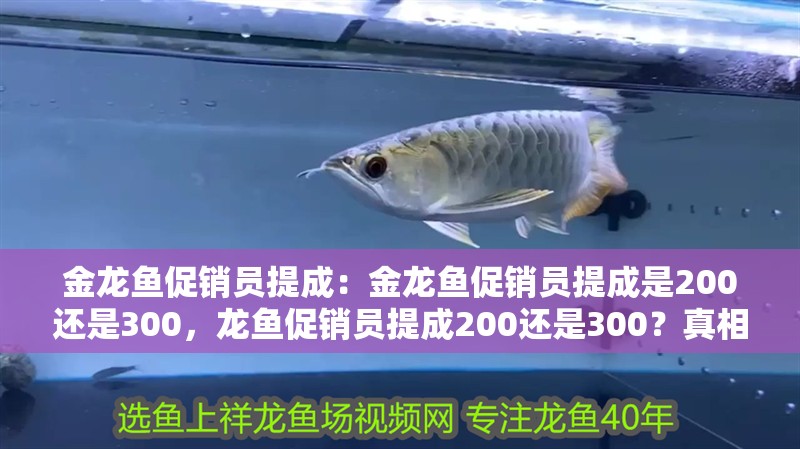 金龍魚促銷員提成：金龍魚促銷員提成是200還是300，龍魚促銷員提成200還是300？真相