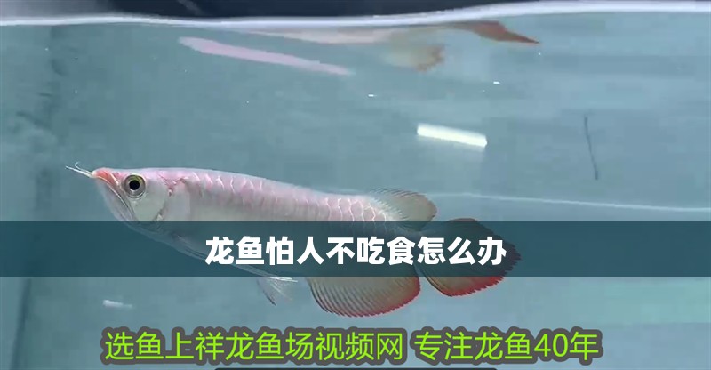 龍魚怕人不吃食怎么辦 龍魚怕人不吃食怎么辦 龍魚百科 第2張