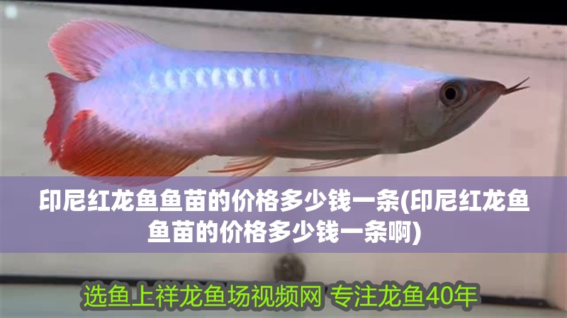 印尼紅龍魚魚苗的價格多少錢一條(印尼紅龍魚魚苗的價格多少錢一條啊)