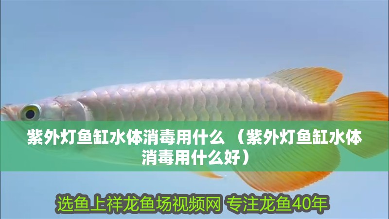 紫外燈魚缸水體消毒用什么 （紫外燈魚缸水體消毒用什么好）