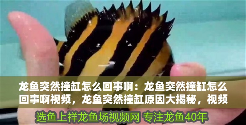 龍魚突然撞缸怎么回事啊：龍魚突然撞缸怎么回事啊視頻，龍魚突然撞缸原因大揭秘，視頻解析與應對方法