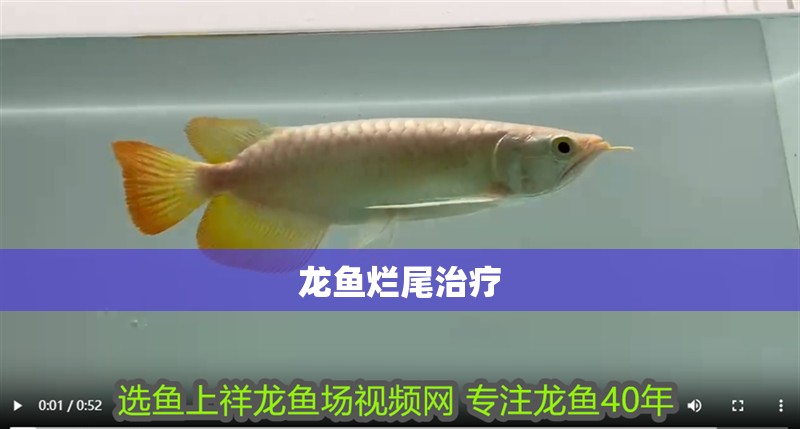 龍魚爛尾治療 龍魚百科 第2張 龍魚爛尾治療 龍魚爛尾治療 龍魚百科 第2張