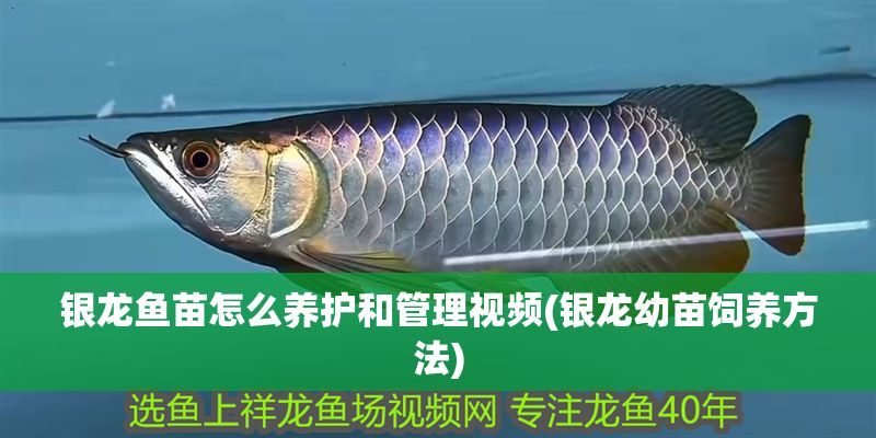 銀龍魚苗怎么養護和管理視頻(銀龍幼苗飼養方法) 銀龍魚苗怎么養護和管理視頻(銀龍幼苗飼養方法) 銀龍魚百科 第1張