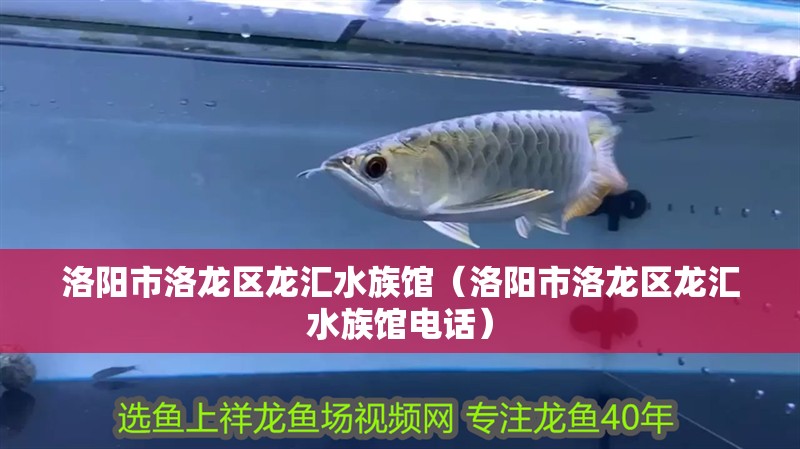 洛陽市洛龍區(qū)龍匯水族館（洛陽市洛龍區(qū)龍匯水族館電話）