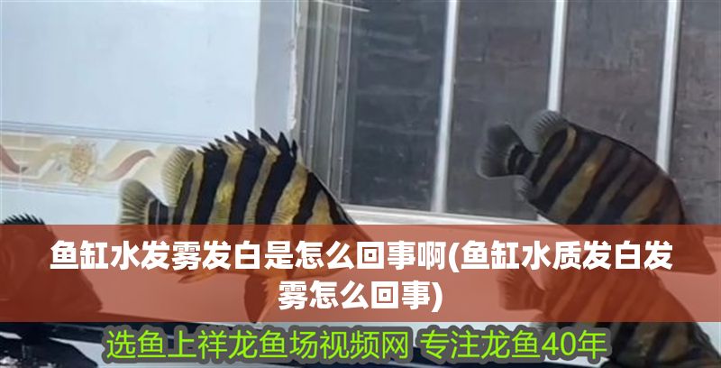 魚缸水發(fā)霧發(fā)白是怎么回事啊(魚缸水質(zhì)發(fā)白發(fā)霧怎么回事) 黃金貓魚百科 第1張 魚缸水發(fā)霧發(fā)白是怎么回事啊(魚缸水質(zhì)發(fā)白發(fā)霧怎么回事) 魚缸水發(fā)霧發(fā)白是怎么回事啊(魚缸水質(zhì)發(fā)白發(fā)霧怎么回事) 黃金貓魚百科 第1張