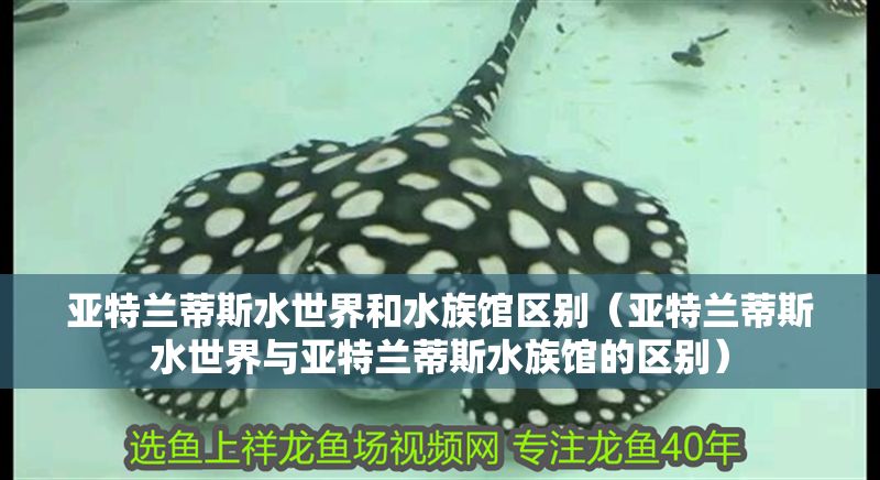 亞特蘭蒂斯水世界和水族館區(qū)別（亞特蘭蒂斯水世界與亞特蘭蒂斯水族館的區(qū)別）