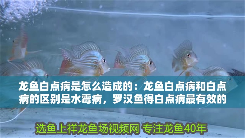 龍魚白點病是怎么造成的：龍魚白點病和白點病的區別是水霉病，羅漢魚得白點病最有效的方法