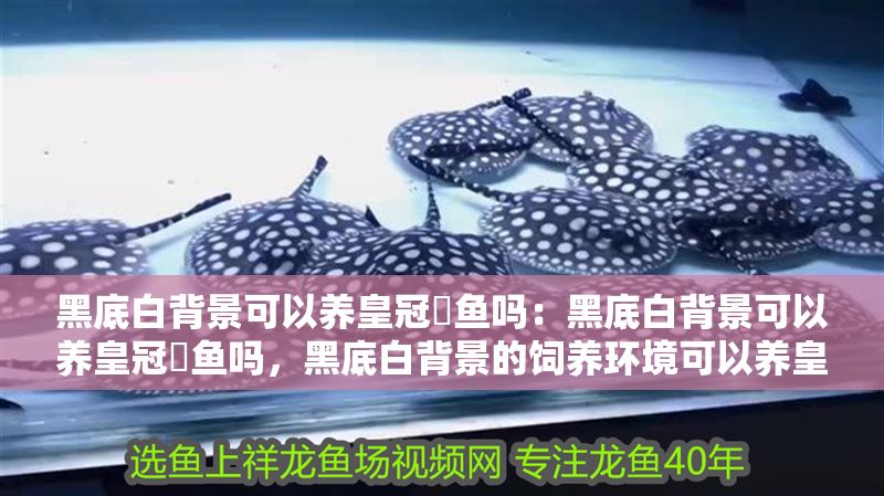 黑底白背景可以養皇冠魟魚嗎：黑底白背景可以養皇冠魟魚嗎，黑底白背景的飼養環境可以養皇冠魟魚嗎