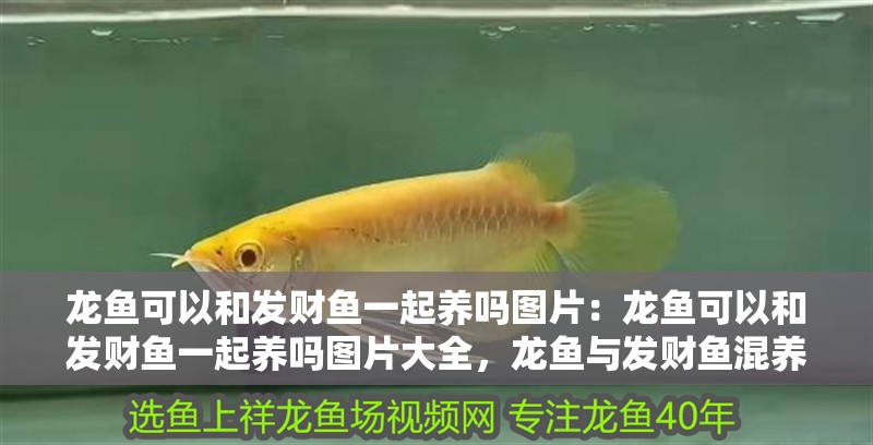 龍魚可以和發(fā)財魚一起養(yǎng)嗎圖片：龍魚可以和發(fā)財魚一起養(yǎng)嗎圖片大全，龍魚與發(fā)財魚混養(yǎng)可行性及相關(guān) 龍魚可以和發(fā)財魚一起養(yǎng)嗎圖片：龍魚可以和發(fā)財魚一起養(yǎng)嗎圖片大全，龍魚與發(fā)財魚混養(yǎng)可行性及相關(guān) 水族問答