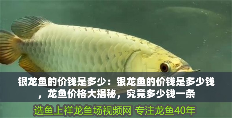 銀龍魚的價錢是多少：銀龍魚的價錢是多少錢，龍魚價格大揭秘，究竟多少錢一條