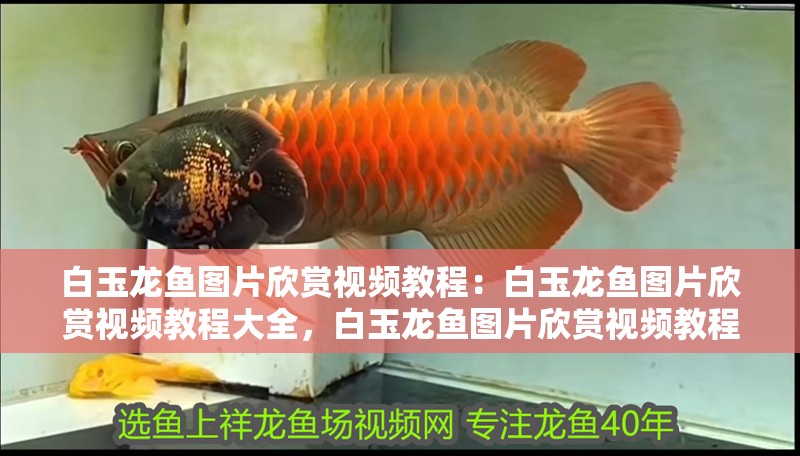白玉龍魚圖片欣賞視頻教程:白玉龍魚圖片欣賞視頻教程大全,白玉龍魚圖片欣賞視頻教程匯總 水族問答 白玉龍魚圖片欣賞視頻教程:白玉龍魚圖片欣賞視頻教程大全,白玉龍魚圖片欣賞視頻教程匯總 白玉龍魚圖片欣賞視頻教程:白玉龍魚圖片欣賞視頻教程大全,白玉龍魚圖片欣賞視頻教程匯總 水族問答