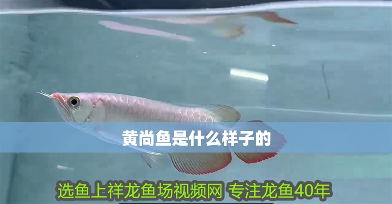 黃尚魚是什么樣子的