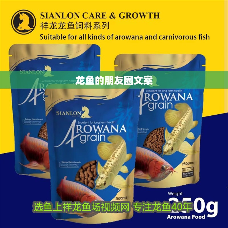 龍魚的朋友圈文案