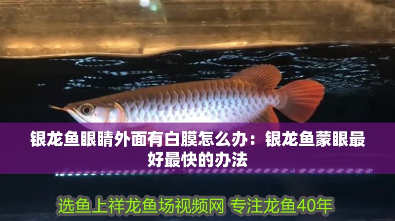 銀龍魚眼睛外面有白膜怎么辦：銀龍魚蒙眼最好最快的辦法
