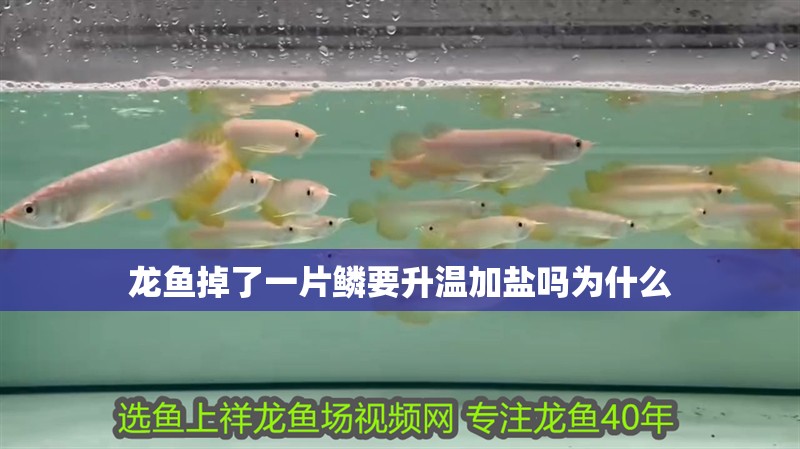 龍魚掉了一片鱗要升溫加鹽嗎為什么 龍魚百科 第4張 龍魚掉了一片鱗要升溫加鹽嗎為什么 龍魚掉了一片鱗要升溫加鹽嗎為什么 龍魚百科 第4張