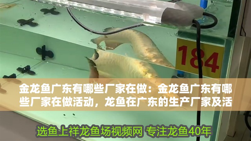 金龍魚廣東有哪些廠家在做：金龍魚廣東有哪些廠家在做活動(dòng)，龍魚在廣東的生產(chǎn)廠家及活動(dòng)情況