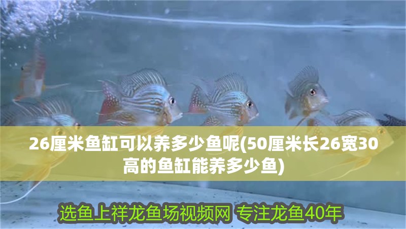 26厘米魚缸可以養(yǎng)多少魚呢(50厘米長26寬30高的魚缸能養(yǎng)多少魚)
