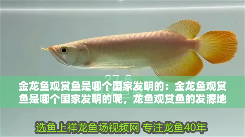 金龍魚觀賞魚是哪個國家發明的：金龍魚觀賞魚是哪個國家發明的呢，龍魚觀賞魚的發源地，