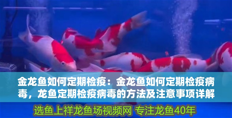 金龍魚如何定期檢疫：金龍魚如何定期檢疫病毒，龍魚定期檢疫病毒的方法及注意事項詳解