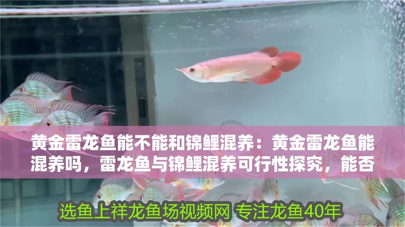 黃金雷龍魚能不能和錦鯉混養:黃金雷龍魚能混養嗎,雷龍魚與錦鯉混養可行性探究,能否共處 水族問答 黃金雷龍魚能不能和錦鯉混養:黃金雷龍魚能混養嗎,雷龍魚與錦鯉混養可行性探究,能否共處 黃金雷龍魚能不能和錦鯉混養:黃金雷龍魚能混養嗎,雷龍魚與錦鯉混養可行性探究,能否共處 水族問答