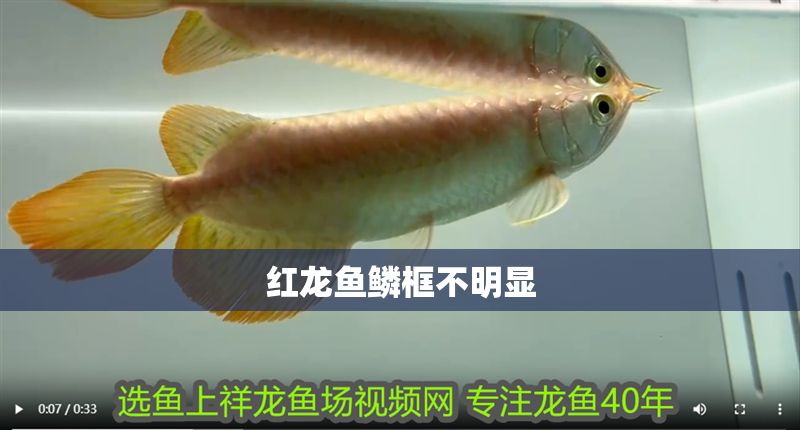 紅龍魚鱗框不明顯