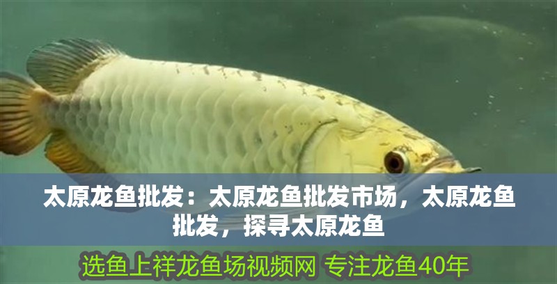 太原龍魚批發：太原龍魚批發市場，太原龍魚批發，探尋太原龍魚